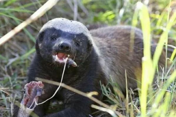 盘点蛇类的十大天敌，食蛇蛙上榜，第二被称为平头哥