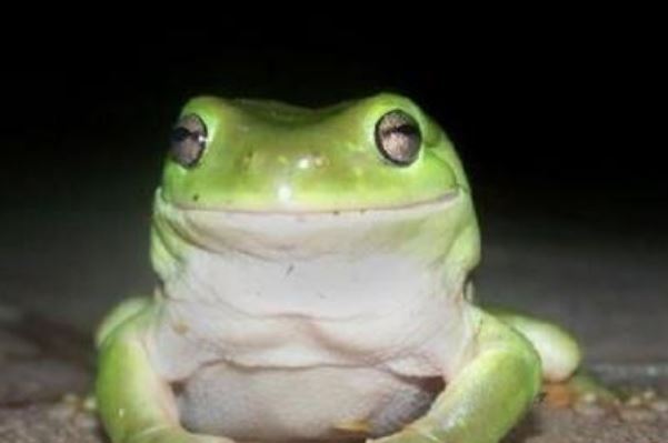 盘点蛇类的十大天敌，食蛇蛙上榜，第二被称为平头哥