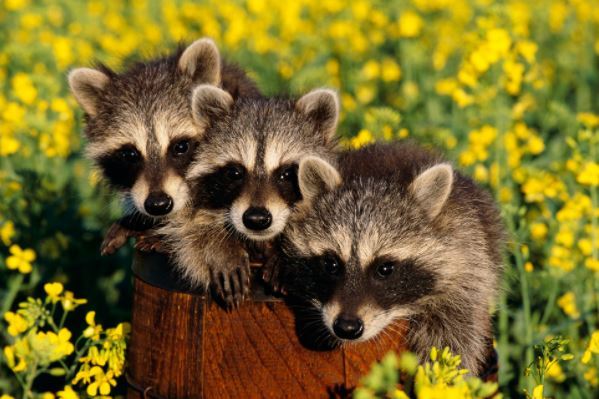 盘点蛇类的十大天敌，食蛇蛙上榜，第二被称为平头哥