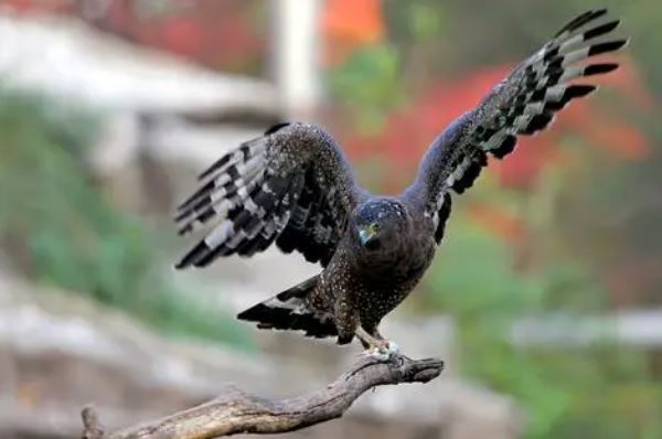 盘点蛇类的十大天敌，食蛇蛙上榜，第二被称为平头哥