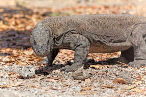 盘点蛇类的十大天敌，食蛇蛙上榜，第二被称为平头哥