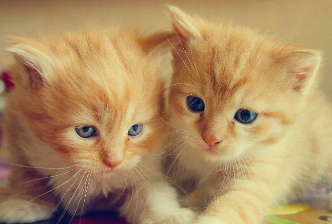 世界上十大最贵的猫 第一价格高达61万人民币