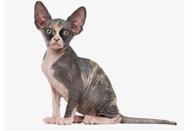 世界上十大最贵的猫 第一价格高达61万人民币