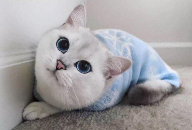 世界上十大最贵的猫 第一价格高达61万人民币