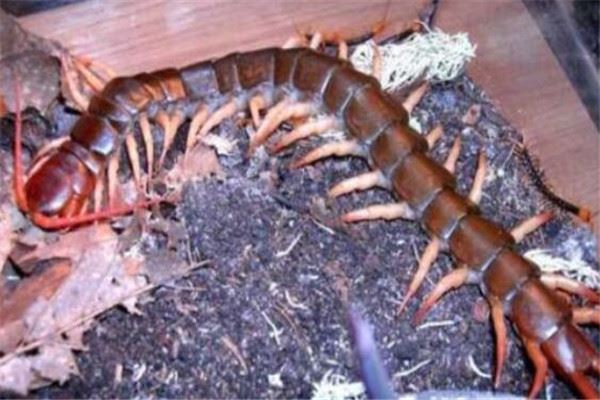 世界十大巨型蜈蚣 少棘蜈蚣你一定见过,看见哈氏蜈蚣请绕道