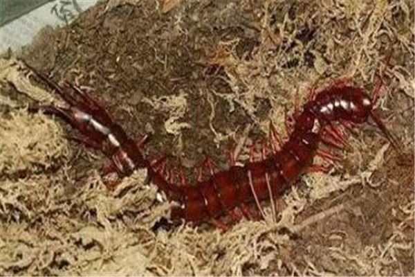 世界十大巨型蜈蚣 少棘蜈蚣你一定见过,看见哈氏蜈蚣请绕道