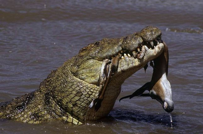 世界十大巨型鳄鱼 湾鳄体重超1600公斤,曾吞食上千日军