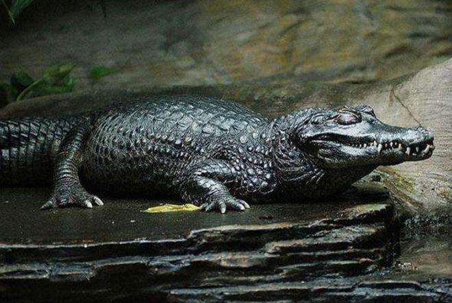 世界十大巨型鳄鱼 湾鳄体重超1600公斤，曾吞食上千日军