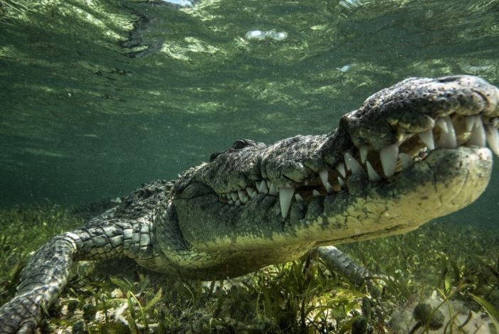 世界十大巨型鳄鱼 湾鳄体重超1600公斤，曾吞食上千日军
