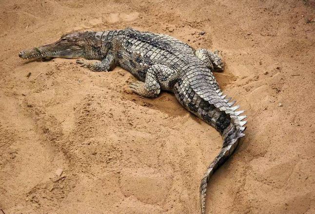 世界十大巨型鳄鱼 湾鳄体重超1600公斤,曾吞食上千日军