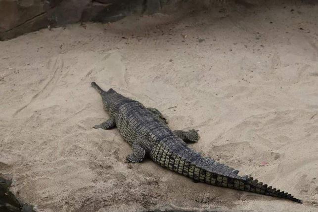 世界十大巨型鳄鱼 湾鳄体重超1600公斤，曾吞食上千日军