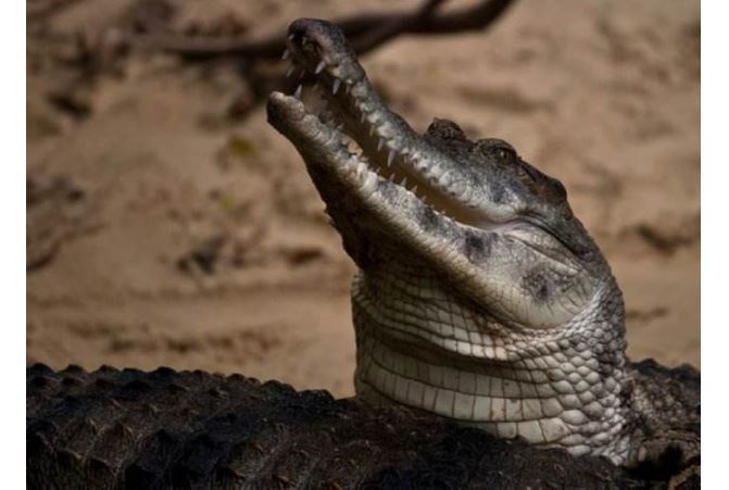 世界十大巨型鳄鱼 湾鳄体重超1600公斤，曾吞食上千日军