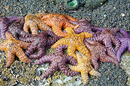 世界十大奇特紫色动物 紫色海蜗牛善于伪装性别会变化