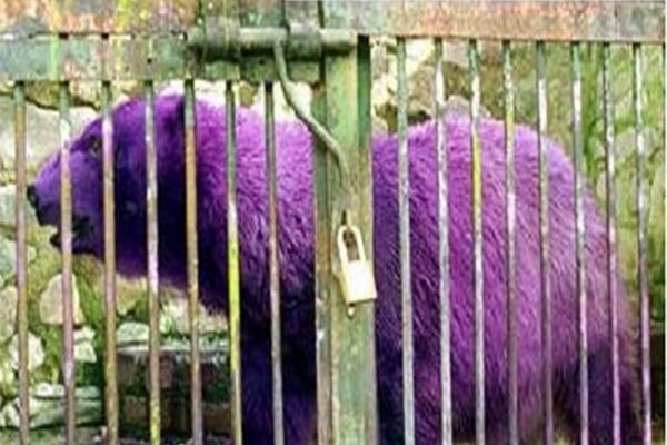 世界十大奇特紫色动物 紫色海蜗牛善于伪装性别会变化