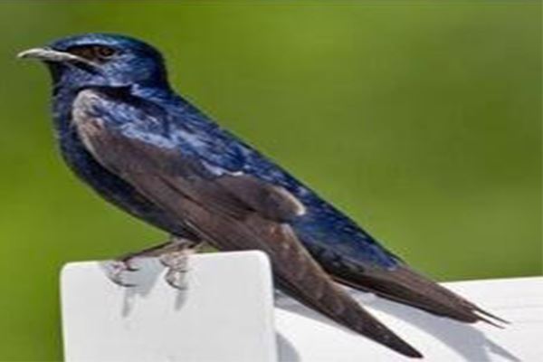 世界十大奇特紫色动物 紫色海蜗牛善于伪装性别会变化