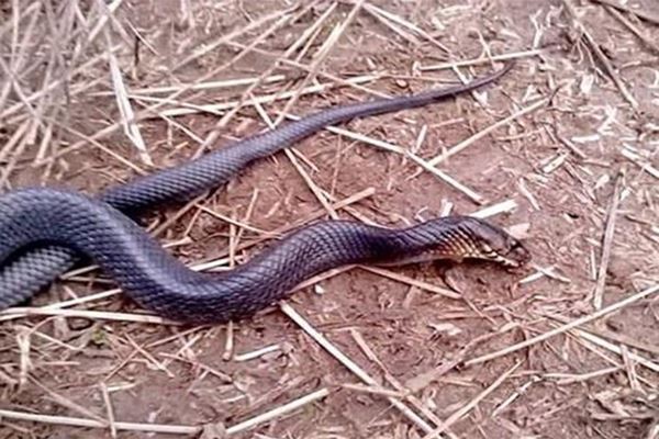 世界十大奇特紫色动物 紫色海蜗牛善于伪装性别会变化