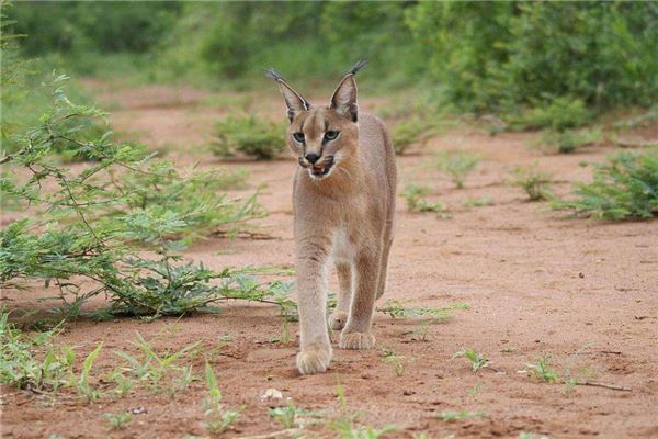 中型猫科动物实力排名 美洲狮相当危险非洲金猫会猎杀家禽
