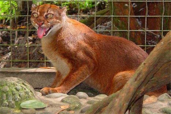 中型猫科动物实力排名 美洲狮相当危险非洲金猫会猎杀家禽