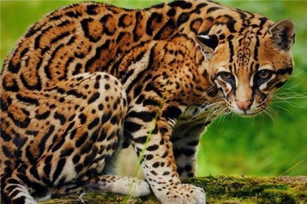 中型猫科动物实力排名 美洲狮相当危险非洲金猫会猎杀家禽