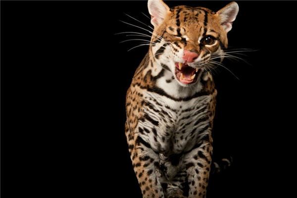 中型猫科动物实力排名 美洲狮相当危险非洲金猫会猎杀家禽