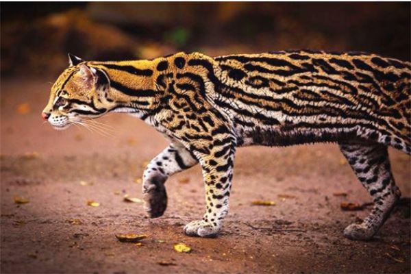 中型猫科动物实力排名 美洲狮相当危险非洲金猫会猎杀家禽