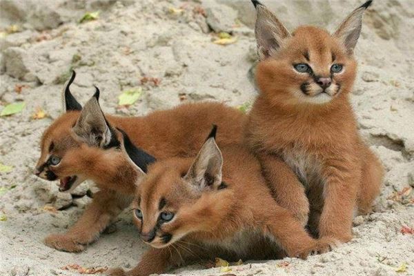 中型猫科动物实力排名 美洲狮相当危险非洲金猫会猎杀家禽