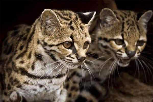 中型猫科动物实力排名 美洲狮相当危险非洲金猫会猎杀家禽