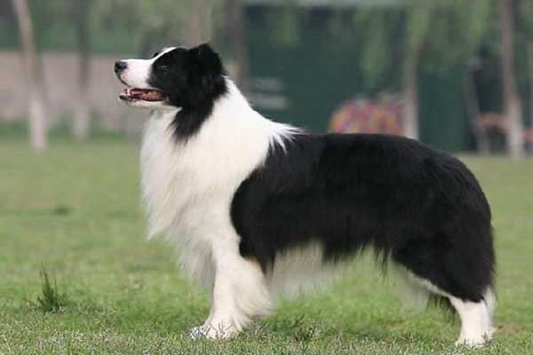 世界十大最贵的狗 藏獒的价格可以抵得上北京二环的房价了