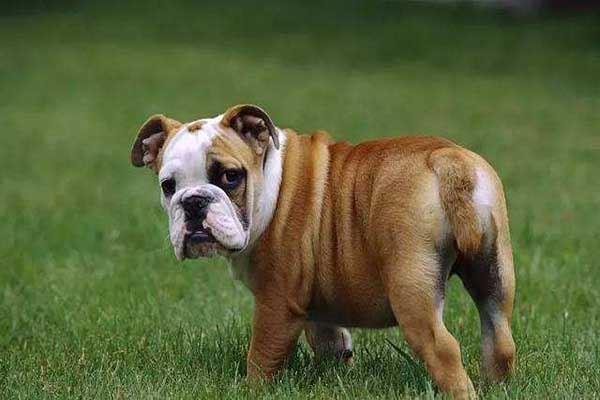 世界十大最贵的狗 藏獒的价格可以抵得上北京二环的房价了