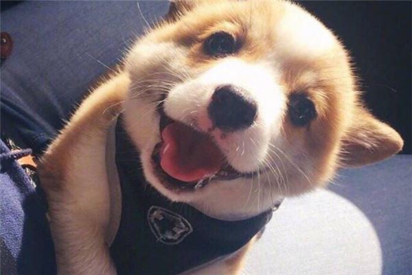 社区种草app排名：淘粉吧上榜，第八有超多品牌好物