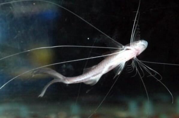 世界十大最奇葩的观赏鱼 喷火鱼上榜，第五有“闪电侠”之称