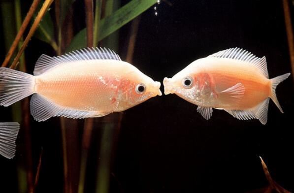 世界十大最奇葩的观赏鱼 喷火鱼上榜，第五有“闪电侠”之称