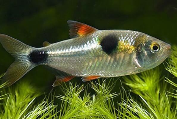 世界十大最奇葩的观赏鱼 喷火鱼上榜，第五有“闪电侠”之称