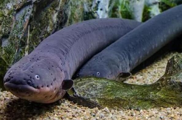 世界十大最奇葩的观赏鱼 喷火鱼上榜，第五有“闪电侠”之称