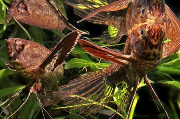 世界十大最奇葩的观赏鱼 喷火鱼上榜，第五有“闪电侠”之称