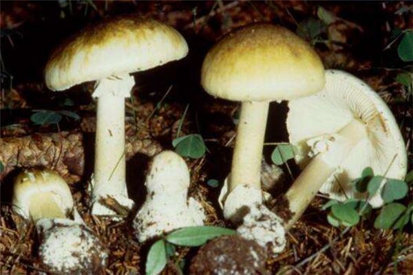 世界十大致命毒蘑菇:焦脚菌上榜,死亡帽毒性最大