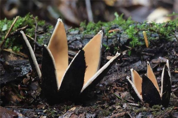 世界十大致命毒蘑菇：焦脚菌上榜，死亡帽毒性最大