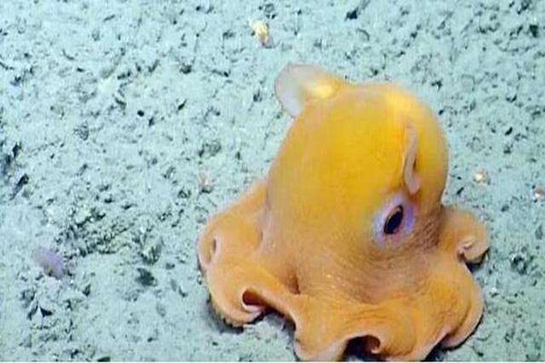 世界七大最萌的鱼 五脚虎像一个行走的表情包翻车鱼体型大