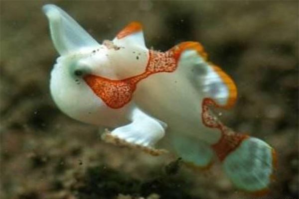 世界七大最萌的鱼 五脚虎像一个行走的表情包翻车鱼体型大