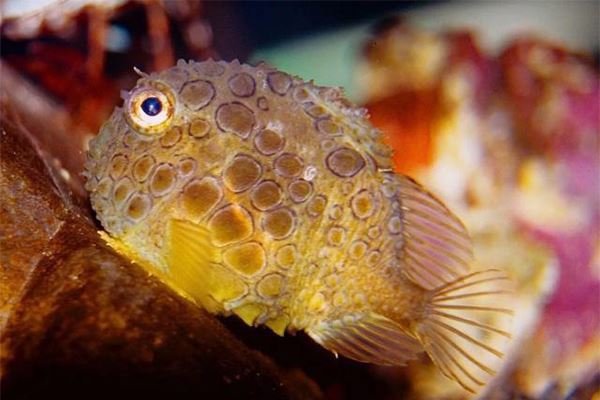 世界七大最萌的鱼 五脚虎像一个行走的表情包翻车鱼体型大