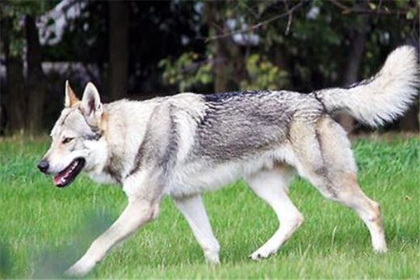 中国家禁养的26种狗，中华田园犬上榜，你都知道吗