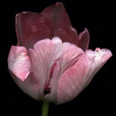 女人十大名器图解，不同的外阴形状让你欲罢不能