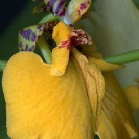 女人十大名器图解，不同的外阴形状让你欲罢不能