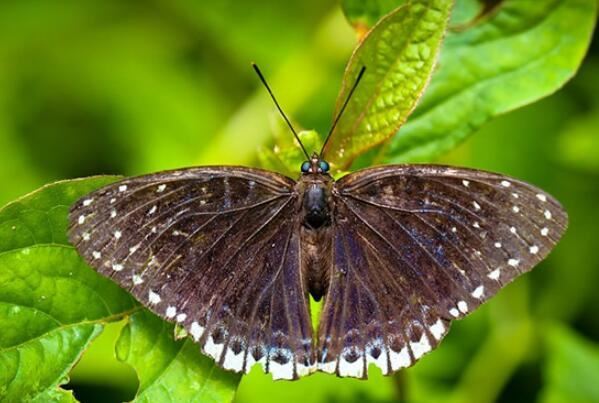 中国最常见的十大蝴蝶种类，眼蝶科上榜，第三是蝴蝶第二大分类