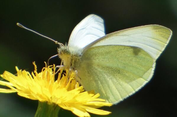 中国最常见的十大蝴蝶种类，眼蝶科上榜，第三是蝴蝶第二大分类