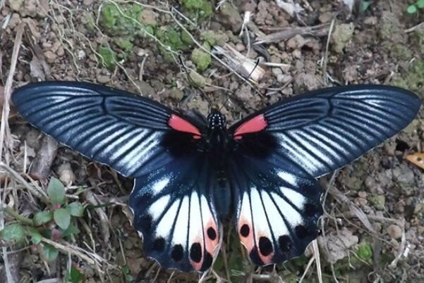 中国最常见的十大蝴蝶种类，眼蝶科上榜，第三是蝴蝶第二大分类