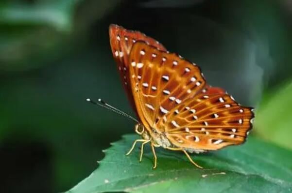 中国最常见的十大蝴蝶种类，眼蝶科上榜，第三是蝴蝶第二大分类