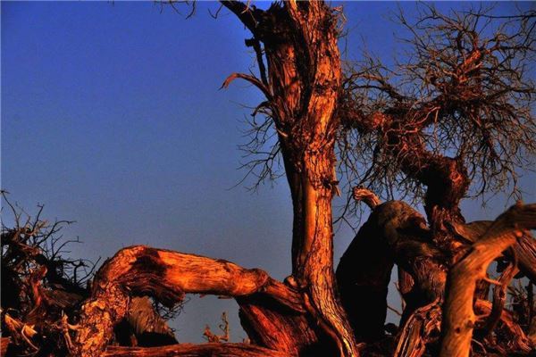 抖音十大催泪歌曲纯音乐 红昭愿榜上有名,第五让人感动