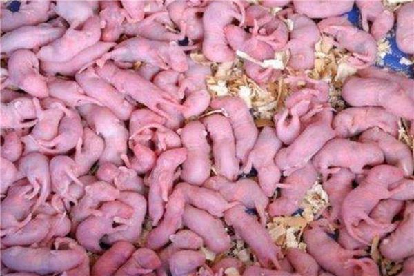 世上10道最残忍恶心的名菜 活吃章鱼和三吱儿上榜让人恶心