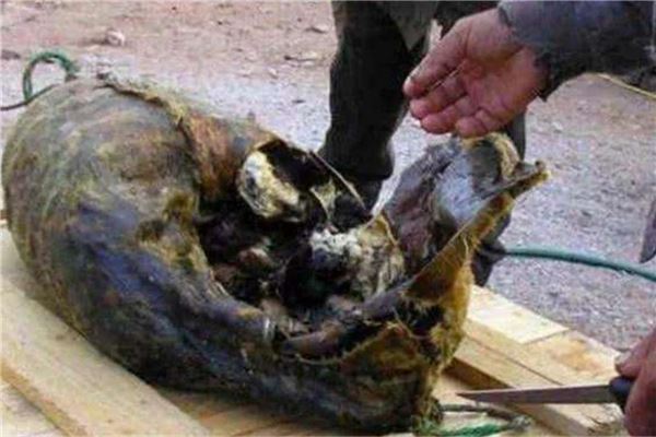 世上10道最残忍恶心的名菜 活吃章鱼和三吱儿上榜让人恶心